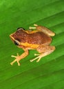 common Puerto Rican coqui frog on a green leaf