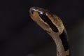 Common Puff-faced Water Snake, Homalopsis buccat. Royalty Free Stock Photo
