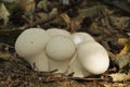 Common Puffball Royalty Free Stock Photo