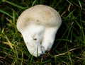 Common puffball fungi Royalty Free Stock Photo