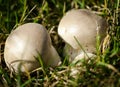 Common puffball fungi Royalty Free Stock Photo