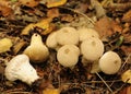 Common Puffball fungi (Lycoperdum perlatum) Royalty Free Stock Photo