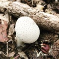 Common puffball fungi Royalty Free Stock Photo