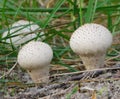 Common Puffball Lycoperdon perlatum