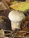 Common Puffball Royalty Free Stock Photo