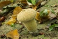 The puffball fungi doing what it does best.