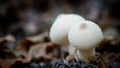 Common puffball mushroom Royalty Free Stock Photo