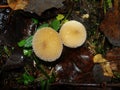 Common puffball, warted puffball, gem-studded puffball, wolf or the devils snuff-box mushroom raincoat in the forest in nature.