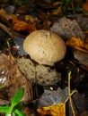 Common puffball, warted puffball, gem-studded puffball, wolf or the devils snuff-box mushroom raincoat in the forest in nature.