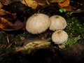 Common puffball, warted puffball, gem-studded puffball, wolf or the devils snuff-box mushroom raincoat in the forest in nature.