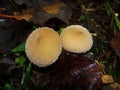 Common puffball, warted puffball, gem-studded puffball, wolf or the devils snuff-box mushroom raincoat in the forest in nature. Royalty Free Stock Photo