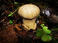 Common puffball, warted puffball, gem-studded puffball, wolf or the devils snuff-box mushroom raincoat in the forest in nature.