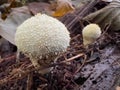 Common puffball & x28;Lycoperdon perlatum& x29; in the forest