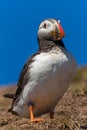 Common Puffin standing near its burrow on Skomer Island Royalty Free Stock Photo