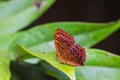 Common Punchinello butterfly Royalty Free Stock Photo