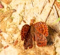 Common punchinello butterfly on ground Royalty Free Stock Photo