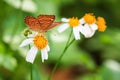 Common punchinello on orange flower Royalty Free Stock Photo