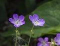 Common purple cockle Royalty Free Stock Photo