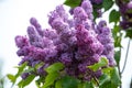 Common purple lilac flowers close up in spring time Royalty Free Stock Photo