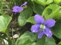 Common Purple Violet - Viola Sororia Royalty Free Stock Photo