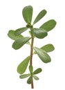 Common purslane branch