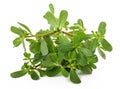 Common purslane