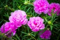 Common purslane flower Royalty Free Stock Photo