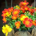 common purslane flowers Royalty Free Stock Photo