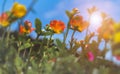 Common Purslane flowers with blue sky Royalty Free Stock Photo
