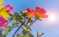 Common Purslane flowers with blue sky Royalty Free Stock Photo