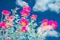 Common purslane flowers. Royalty Free Stock Photo