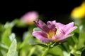 Common Purslane in pink closeup