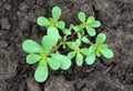 Common purslane Portulaca oleracea Royalty Free Stock Photo