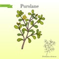 Common Purslane Portulaca oleracea , or verdolaga, pigweed Royalty Free Stock Photo