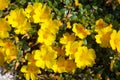 Common purslane Portulaca oleracea yellow flowers Royalty Free Stock Photo