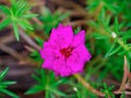 Common Purslane, Verdolaga, Pigweed, Little Hogweed, Pusley Close up of Dark pink. Royalty Free Stock Photo