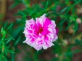 Common Purslane, Verdolaga, Pigweed, Little Hogweed, Pusley Close up of pink flower. Royalty Free Stock Photo