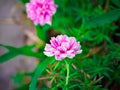 Common Purslane, Verdolaga, Pigweed, Little Hogweed, Pusley Close up of pink flower. Royalty Free Stock Photo