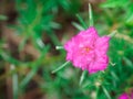 Common Purslane, Verdolaga, Pigweed, Little Hogweed, Pusley Close up of soft pink Royalty Free Stock Photo