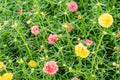 Common Purslane, Verdolaga, Pigweed, Little Hogweed ,Pusley Port Royalty Free Stock Photo