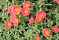 Common Purslane, Verdolaga, Pigweed, Little Hogweed, Pusley sweet pink flower Royalty Free Stock Photo