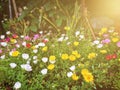 Common Purslane, Verdolaga, Pigweed, Little Hogweed, Pusley whit Royalty Free Stock Photo