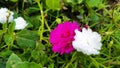Common purslane,verdolage,pigweed,little hogweed beautiful flower. Royalty Free Stock Photo