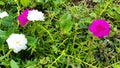 Common purslane,verdolage,pigweed,little hogweed beautiful flower. Royalty Free Stock Photo