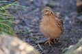 Common quail Royalty Free Stock Photo