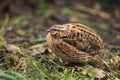 Common quail Royalty Free Stock Photo