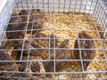 The common quail in the cage on farmers market, race for eggs and meat, dark wild color