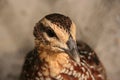 Common Quail (Coturnix coturnix) Royalty Free Stock Photo