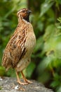 Common Quail, Coturnix coturnix, bird in the nature habitat. Quail sitting on the stone. Quail in the forest.