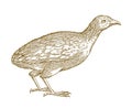 Common quail coturnix or european quail